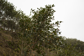 茶树 山茶树 茶籽油 茶叶 茶