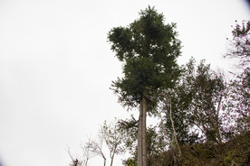 茶树 山茶树 茶籽油 茶叶 茶