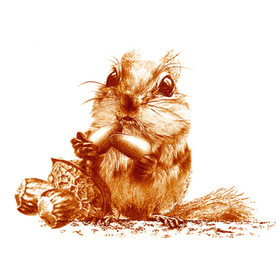 小松鼠吃松子松鼠插画