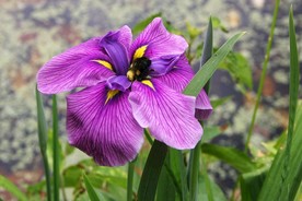 紫色鸢尾花