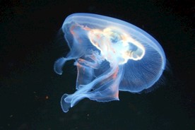 海蜇