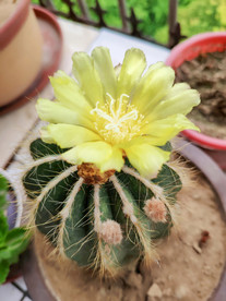 仙人球开花