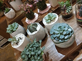 多肉植物仙人球