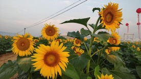 花田 向日葵