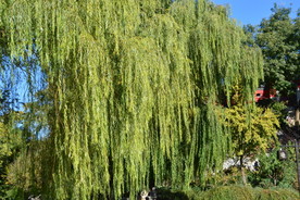 后海风景