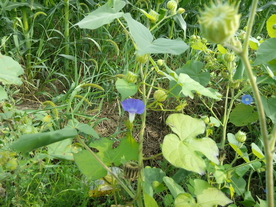 牵牛花