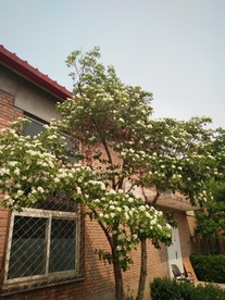山楂树