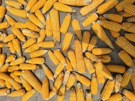 丰收的季节之玉米