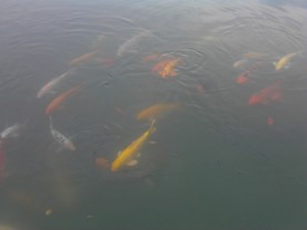 锦鲤