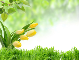 高清郁金香花卉背景