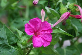 草茉莉
