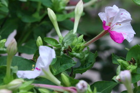 草茉莉