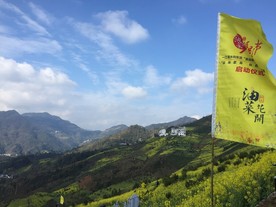 油菜花