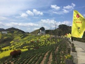 油菜花