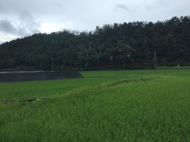 田野