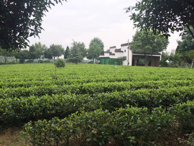 茶园