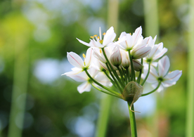 韭菜花