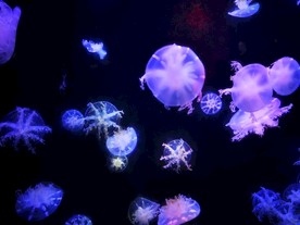 青岛 海洋馆 水母 夏天 参观