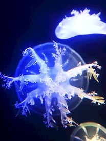 青岛 海洋馆 水母