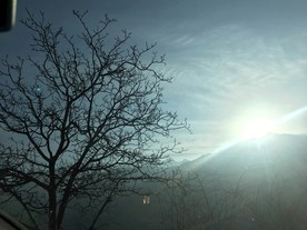 阳光 树枝