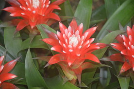 水塔花