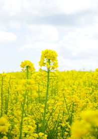 油菜花