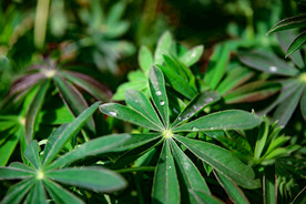 路边的绿色植物