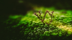 绿色苔藓