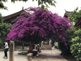 叶子花