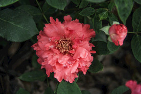 花边玫瑰