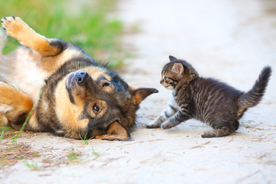 猫狗玩耍
