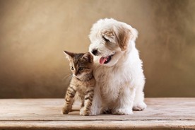 小猫小狗