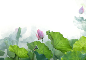 荷花池