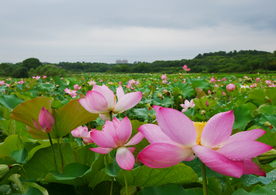 荷花池