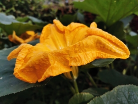 南瓜花