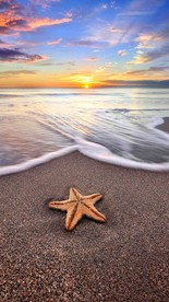 海星