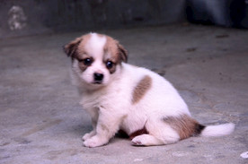 小狗
