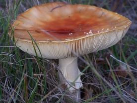 菌菇