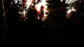 森林树林树木阳光