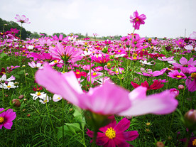 格桑花