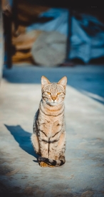 宠物猫咪