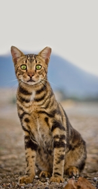 宠物猫咪