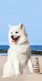 宠物狗狗
