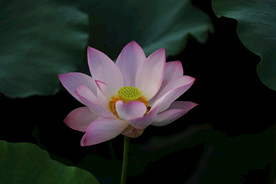 荷花
