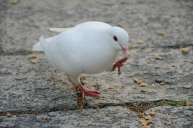 鸽子啄食