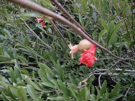 石榴花 石榴