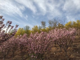 桃花桃树