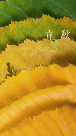 立秋节气