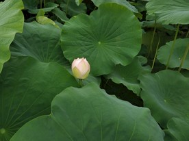 荷花 莲花  白色莲花
