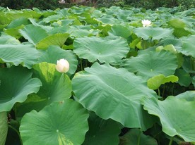 荷花     莲花  白色莲花